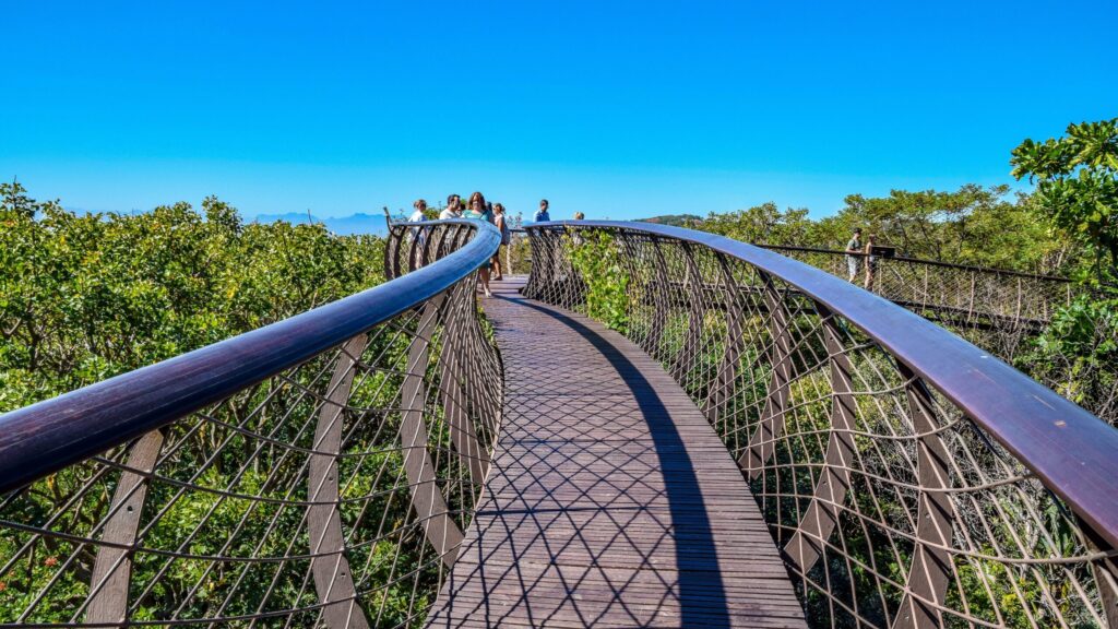 Kirstenbosch Canopy Walkway