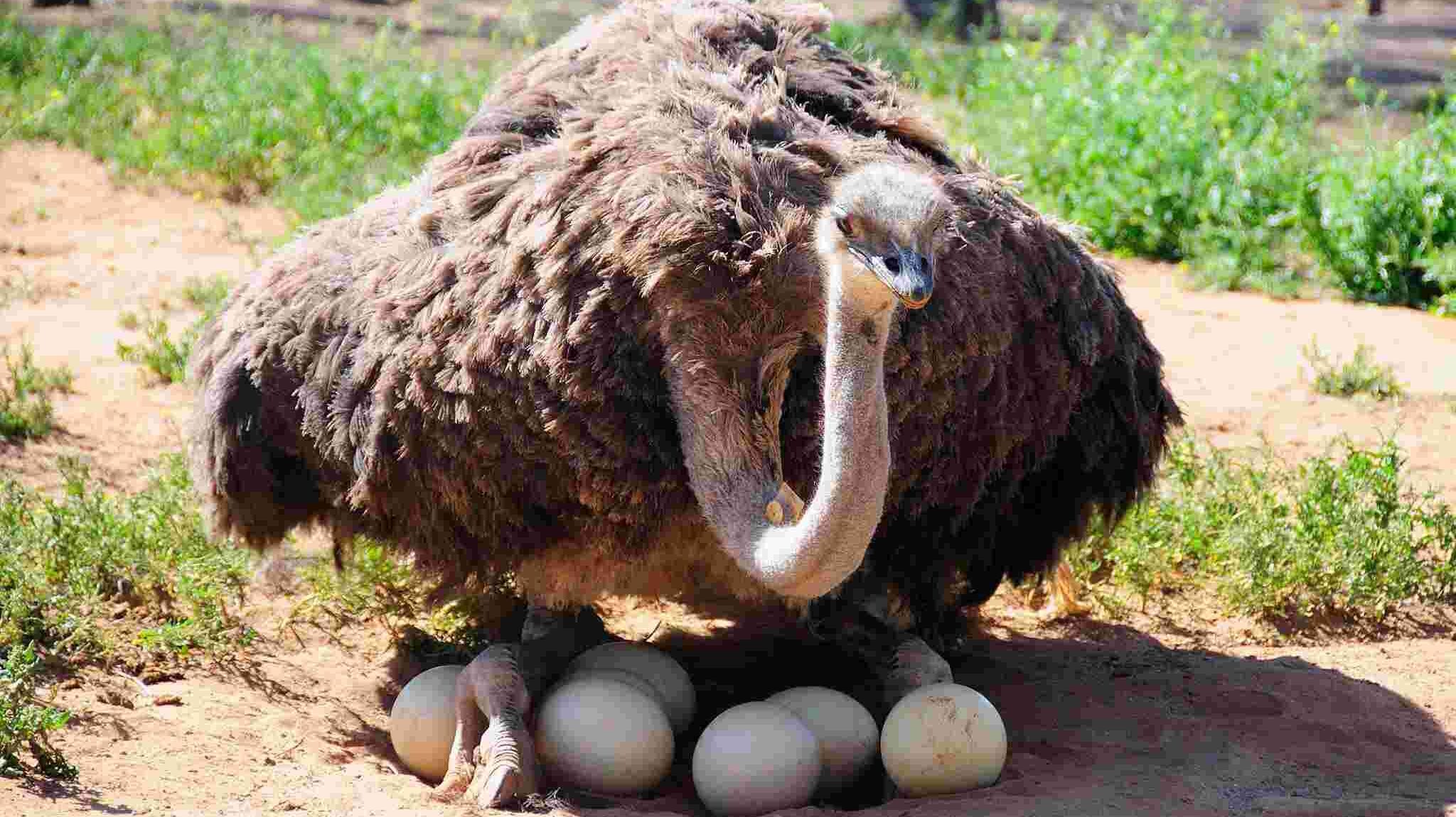 Cape Town Ostrich Ranch