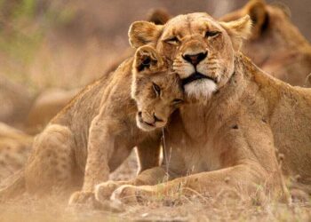 animal parks in cape town