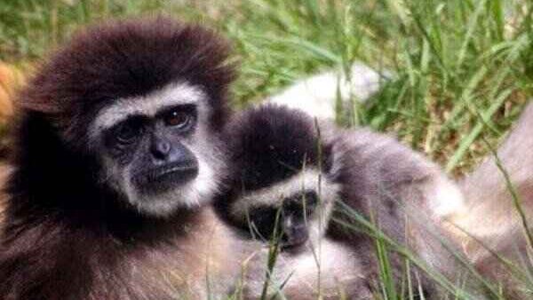 Monkey Town