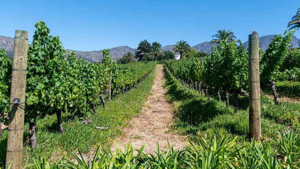Franschhoek Wine Tours