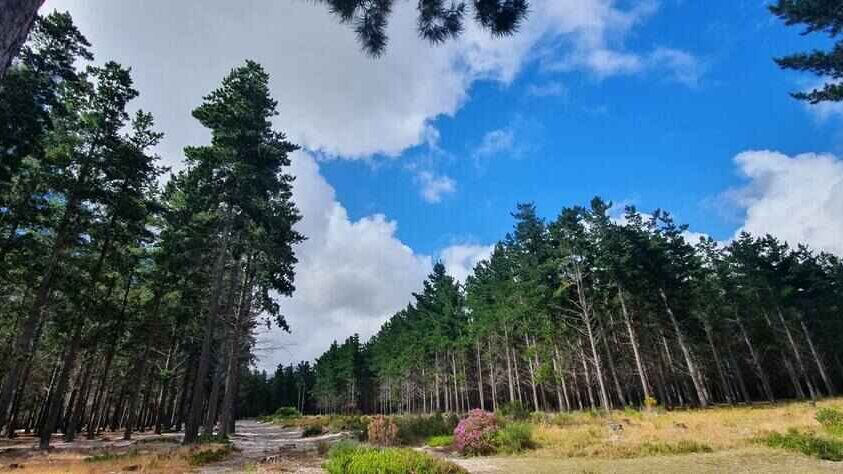 Tokai Park Braai And Picnic Area