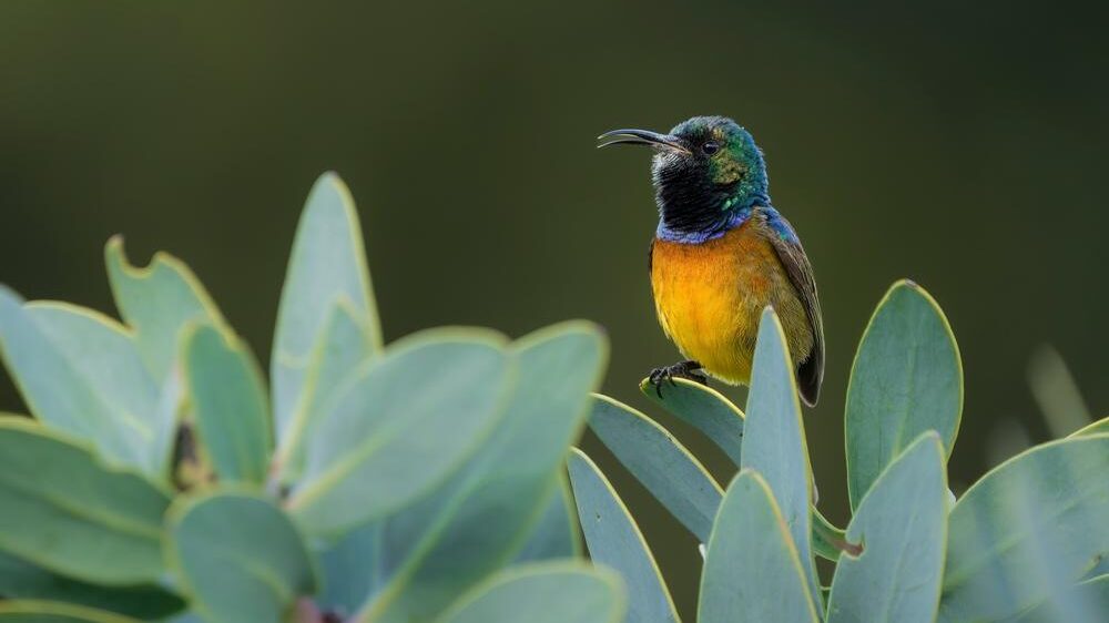 Bettys Bay Birds
