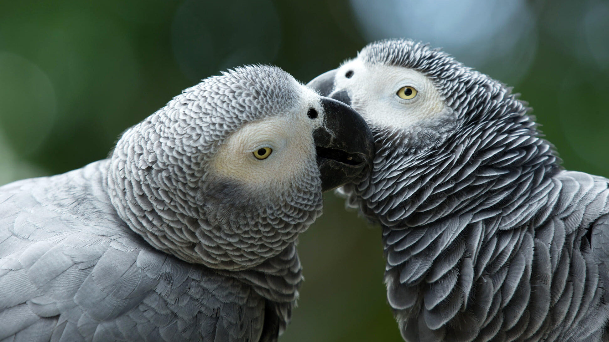 Birds of Eden Nesting