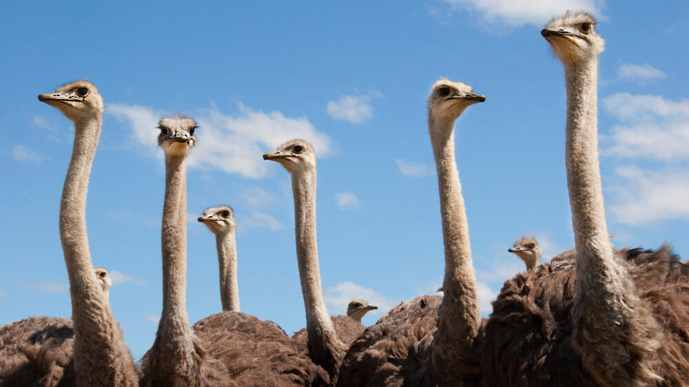 Cape Point Ostrich Farm