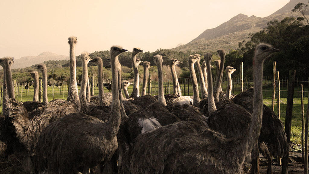 Cape Point Ostrich Farm Location