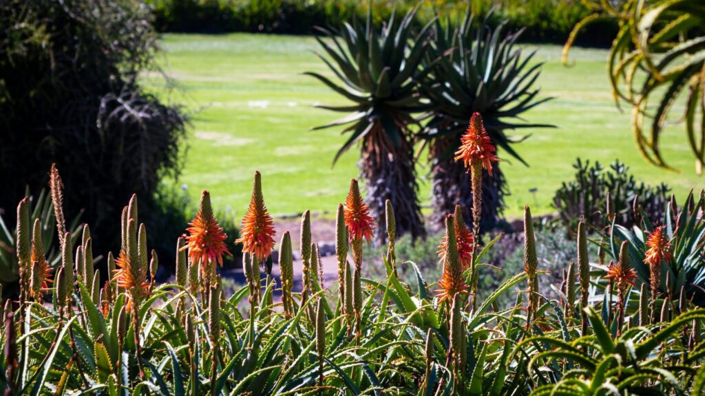 Kirstenbosch gardens braai