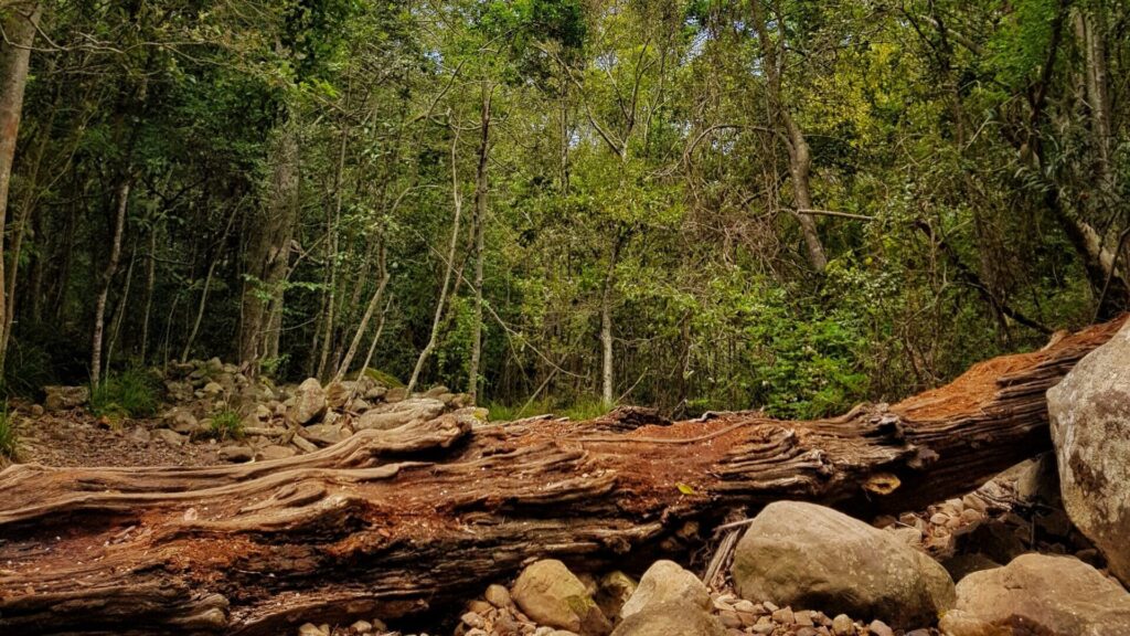 Newlands Forest