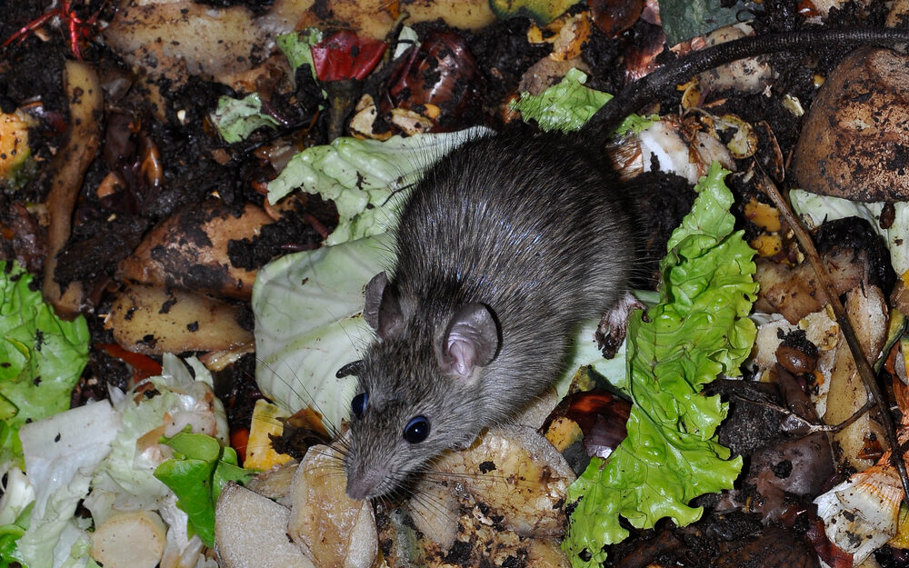 Rodent Control