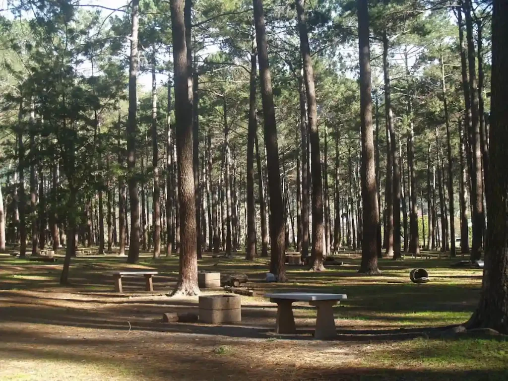 Tokai Forest - Best Braai Spots