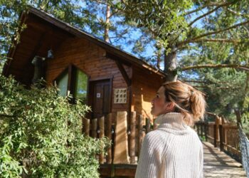 tree house cape town
