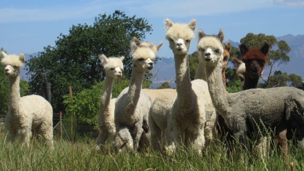 Alpaca Loom