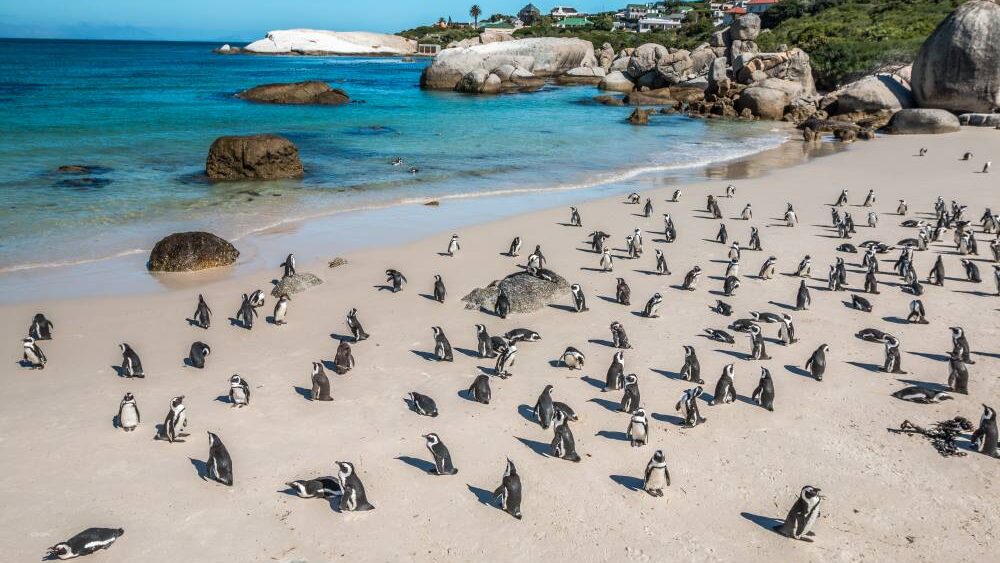 Boulders Bay Cape Town