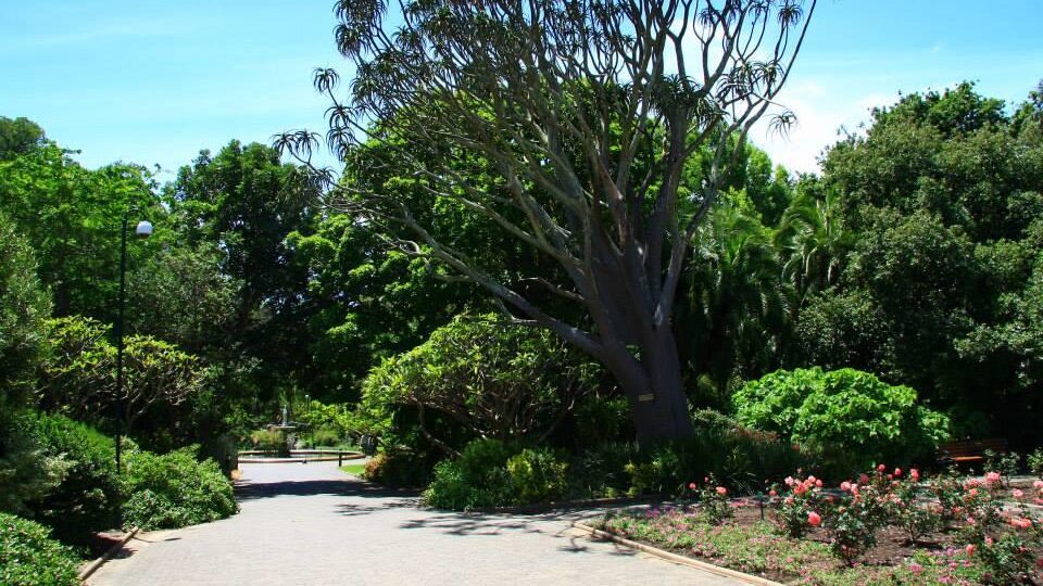Companys Garden