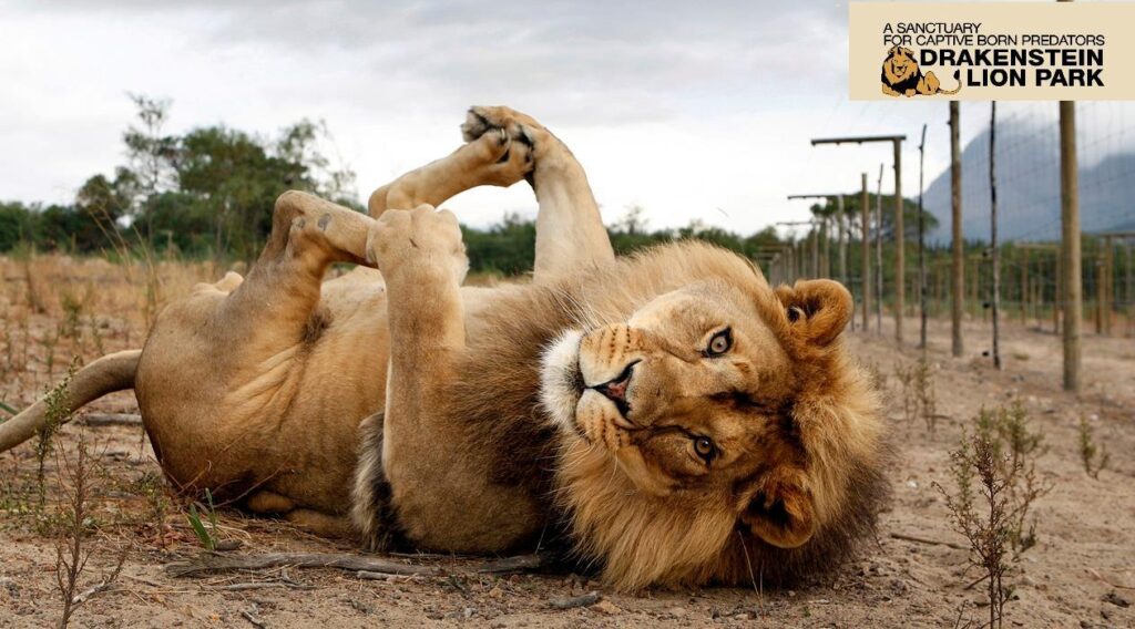 Drakenstein Lion Park