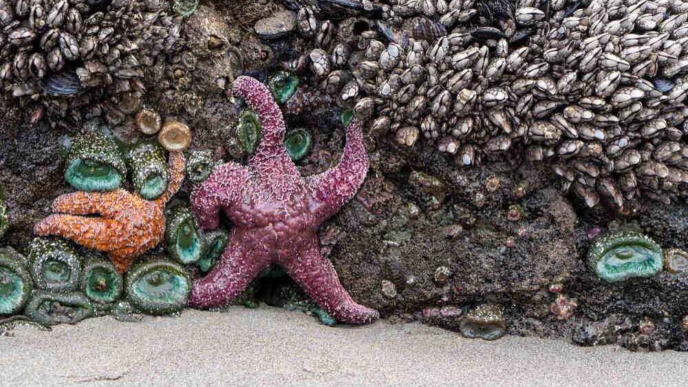 Glencairn Tidal Pool in Cape Town