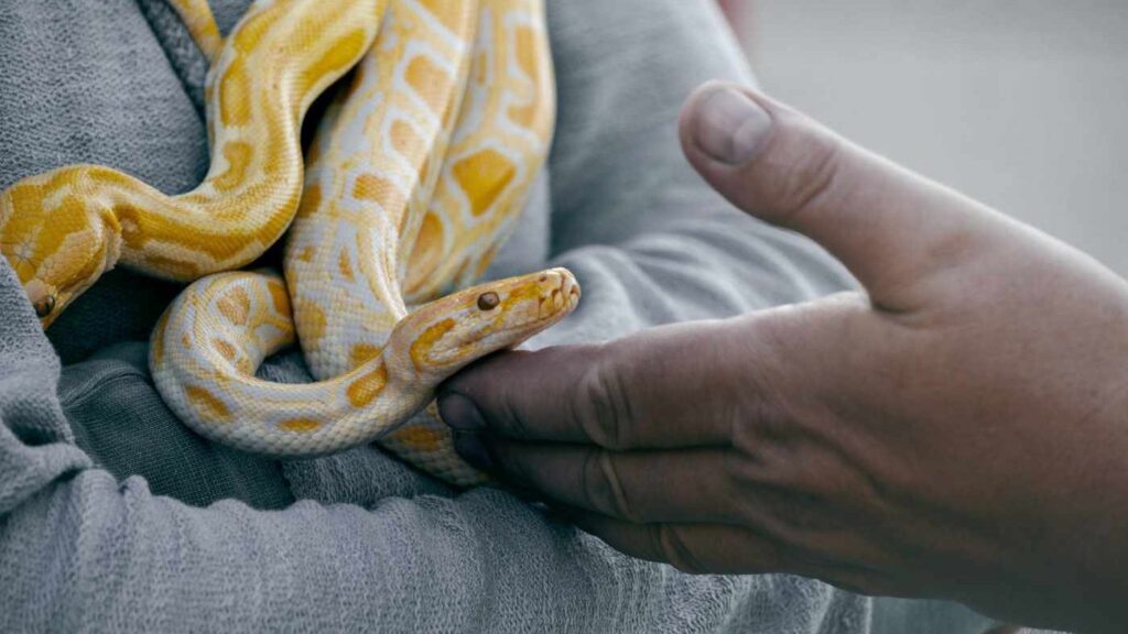 Snake encounter at Le bonheur Reptiles and Adventure