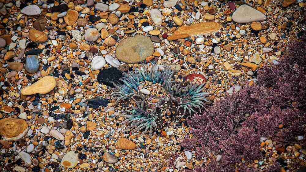 Woolley's Tidal Pool Sea Life