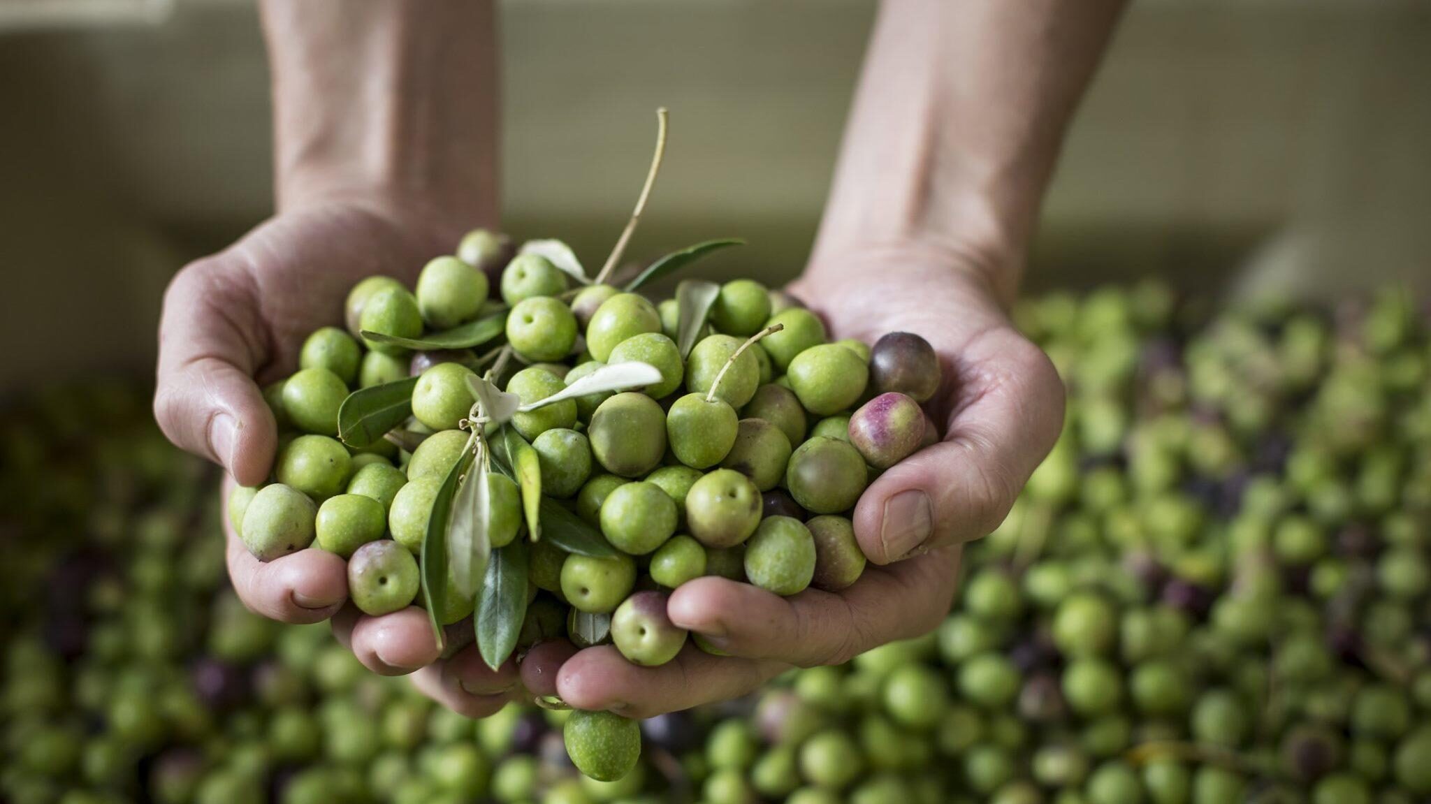 Babylonstoren Olives