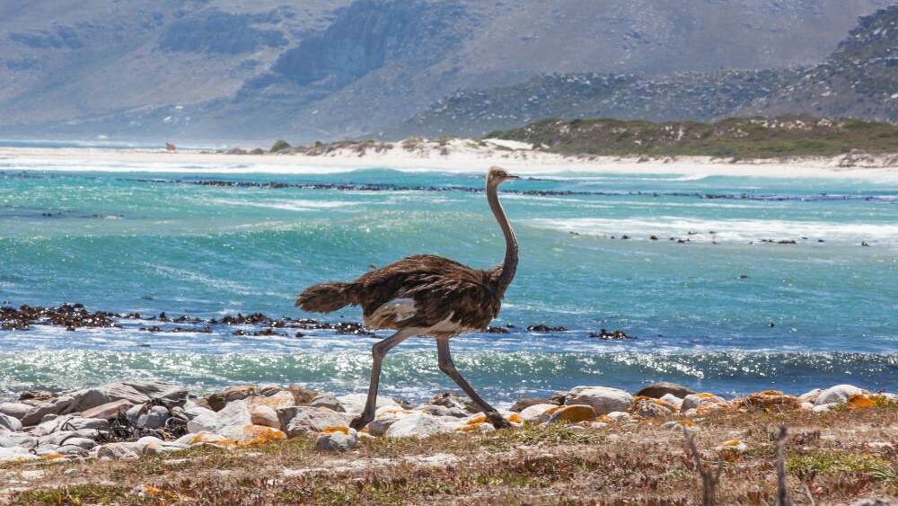 Cape Point Beaches
