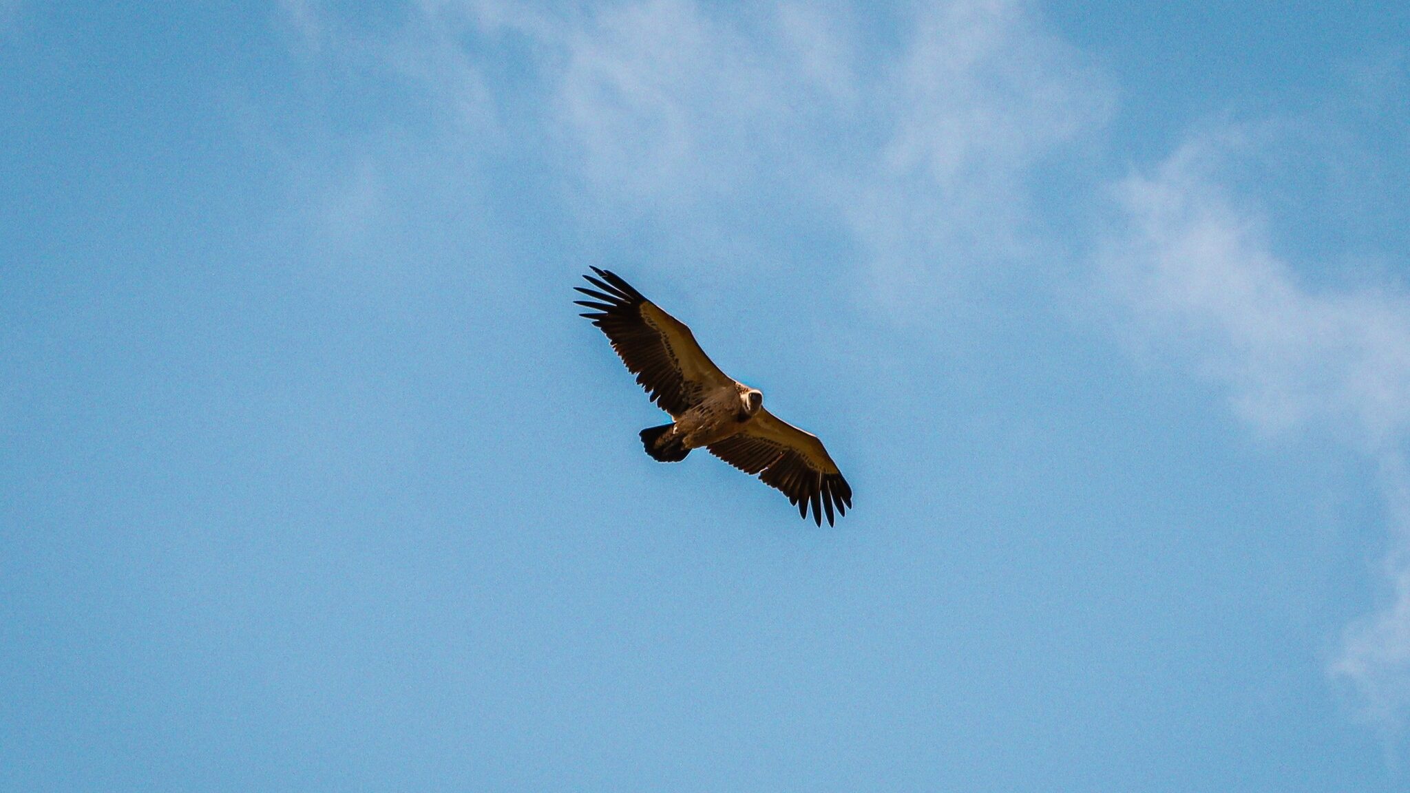Lambert’s Bay Bird Island Nature Reserve