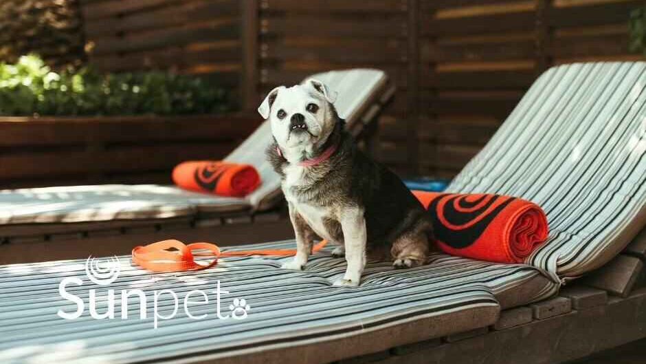 Southern Sun Pets
