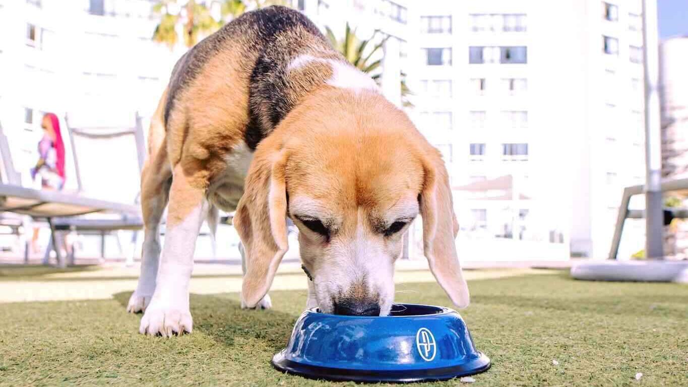 The President Hotel Dog