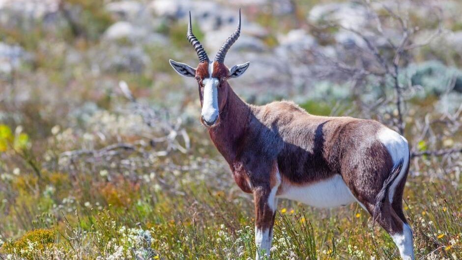 Wildlife Cape Point