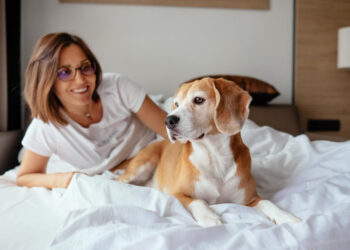 pet friendly hotels in cape town