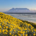 west coast of cape town
