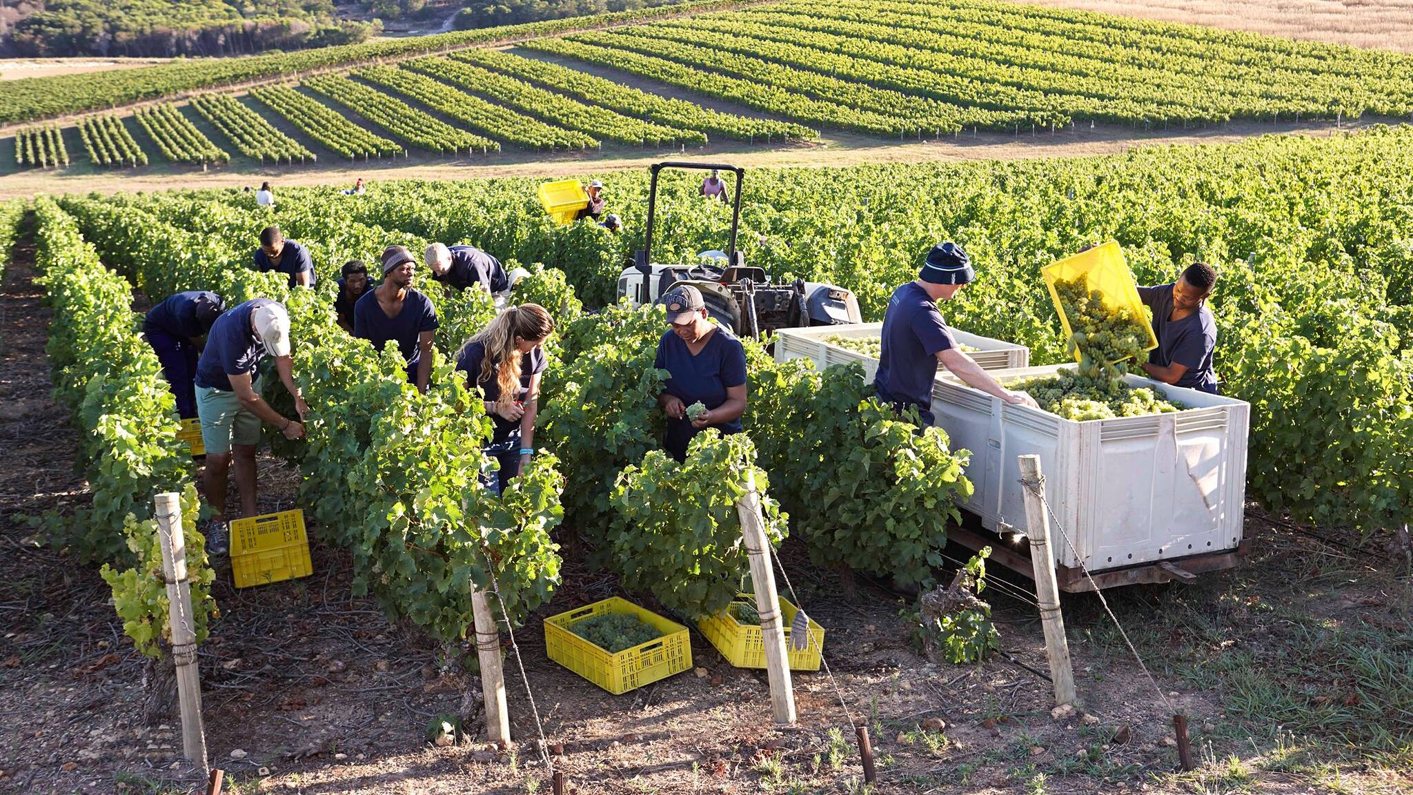Bouchard Finlayson Winery