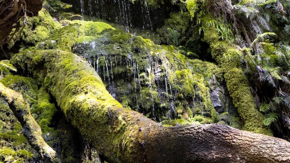 Cecilia Waterfall Hike