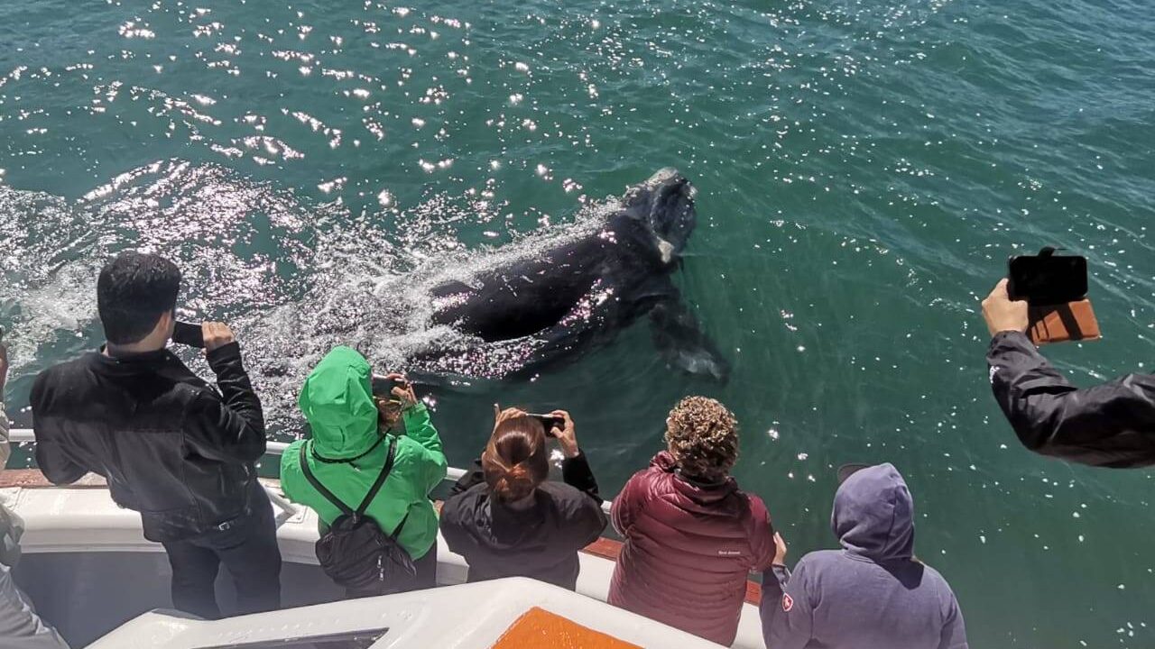 Hermanus Whale Cruises