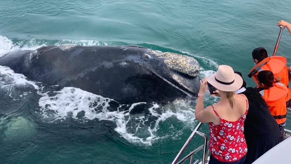 Southern Right Charters Whale Watching