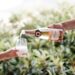 simonsig wine