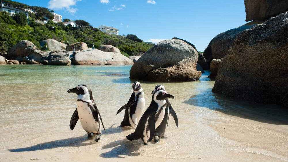 Boulders Beach