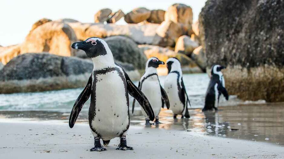 Penguins at Boulders Beach