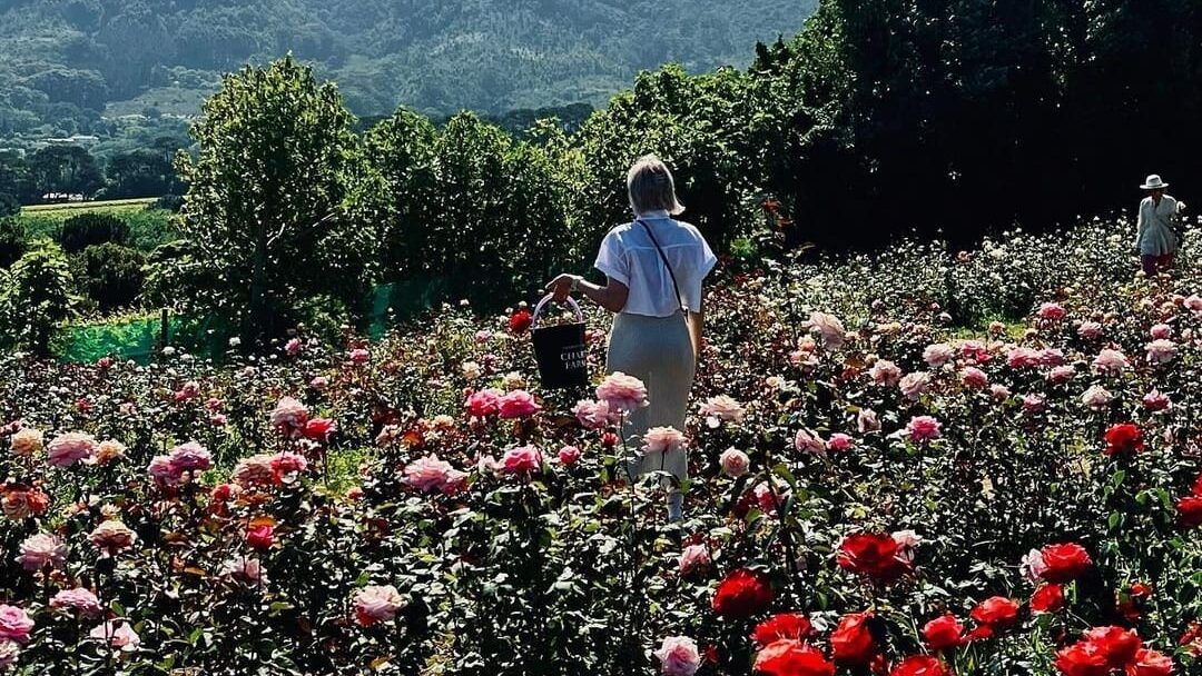 Rose Picking