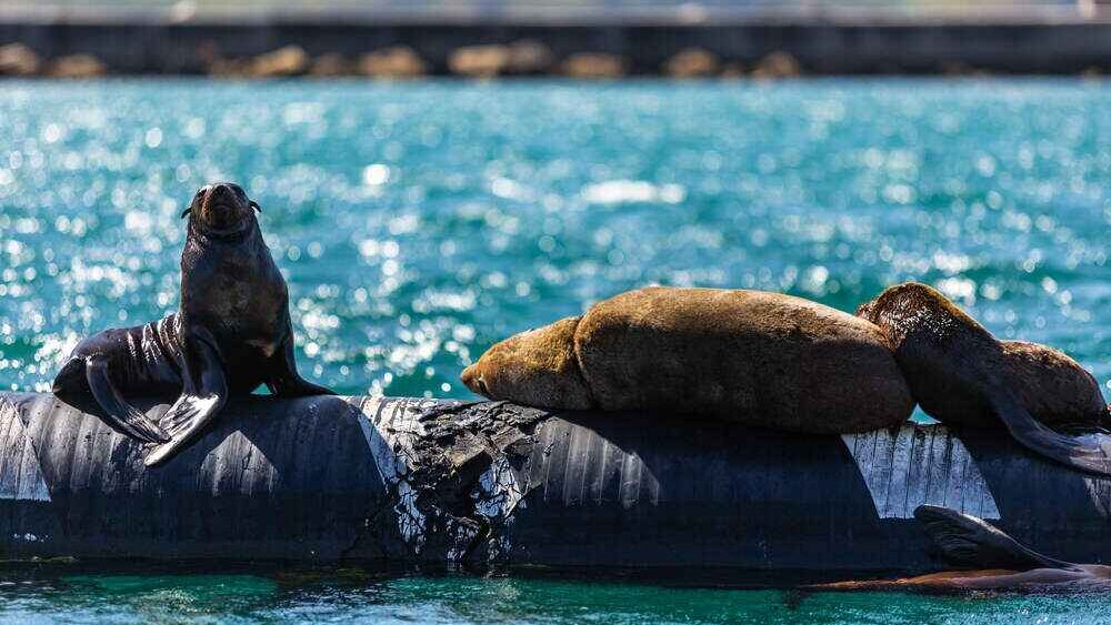 Seal & Harbour Cruise