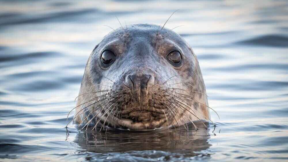 Glass-Bottom Boat Seal Watching Tour