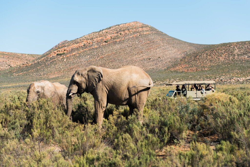 Shine the Way Tours – Private Tours of the Cape