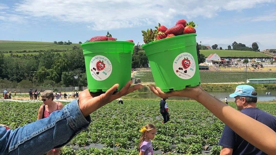 Strawberry-Picking at Polkadraai