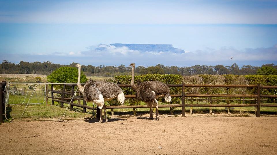 The Ostrich Ranch