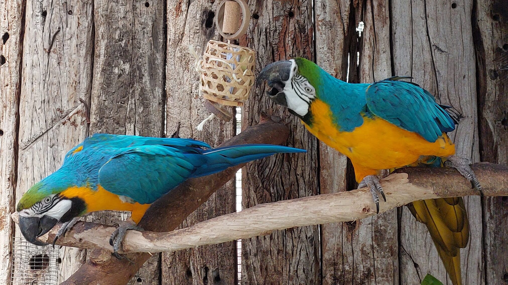 The World of Birds