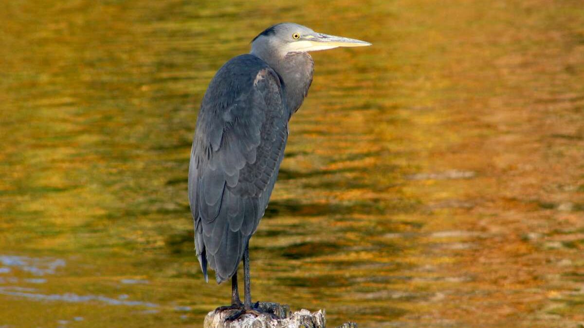 bird watching thesen island