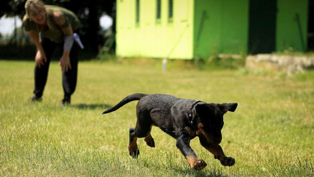 dog run Thesen Island