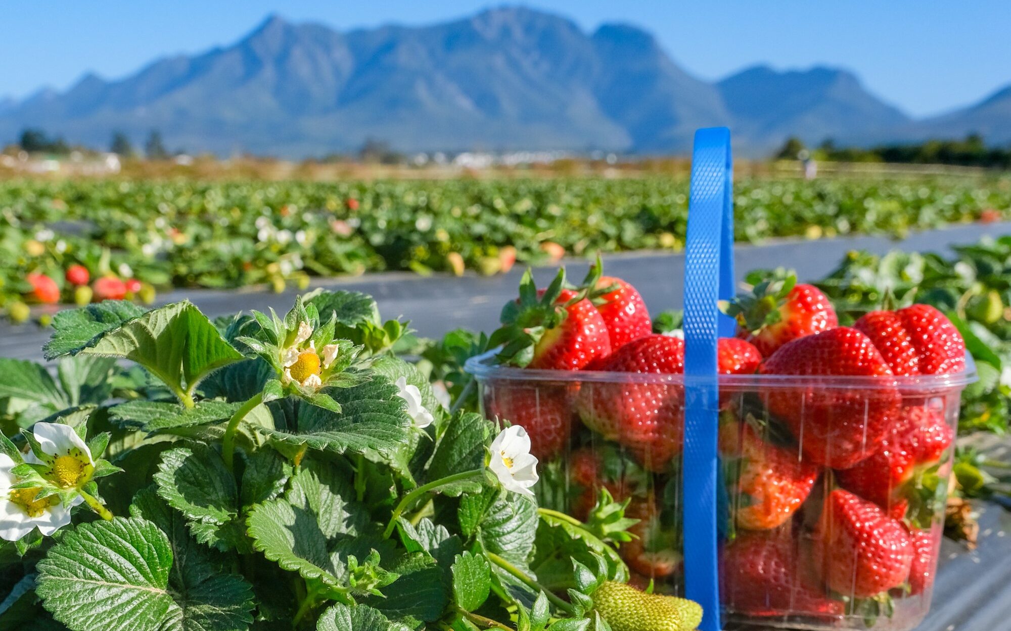Redberry Farm