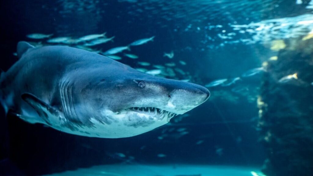 Two Oceans Aquarium Cape Town