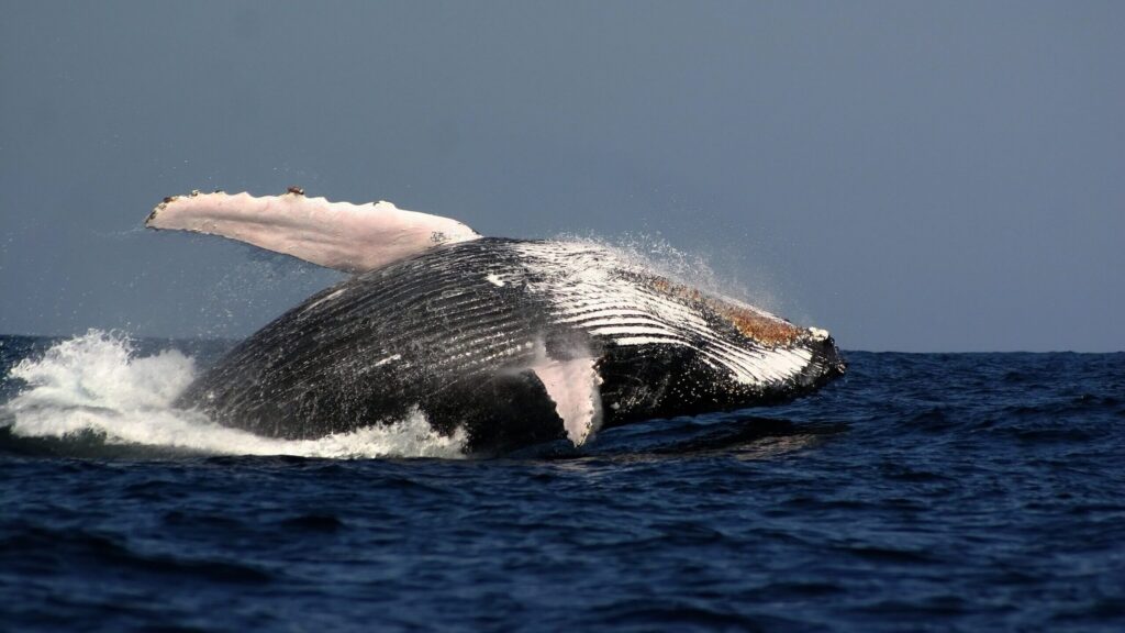 Whale Spotting at West Coast National Park