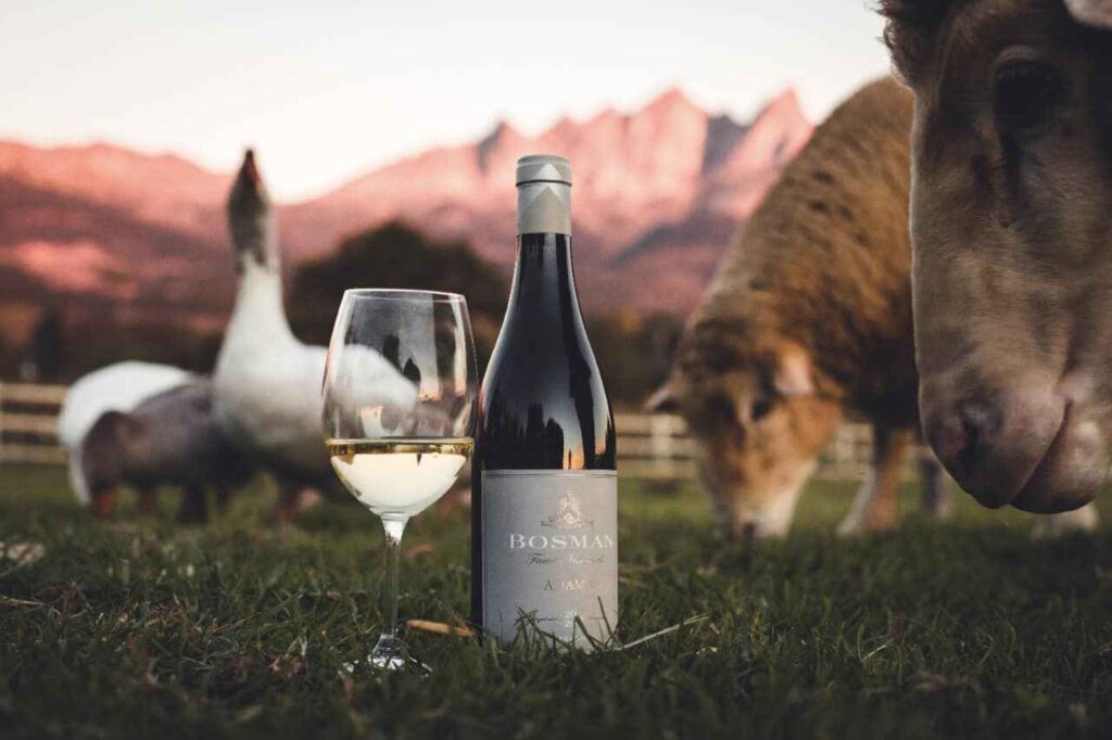 Wine of the Week – Bosman Adama White 2023